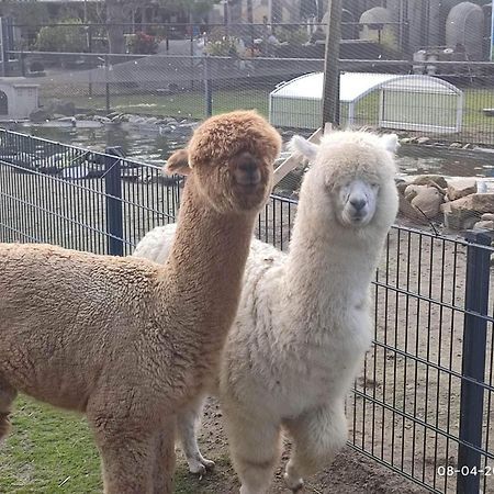 De Dierenweiden Goedereede Exteriér fotografie