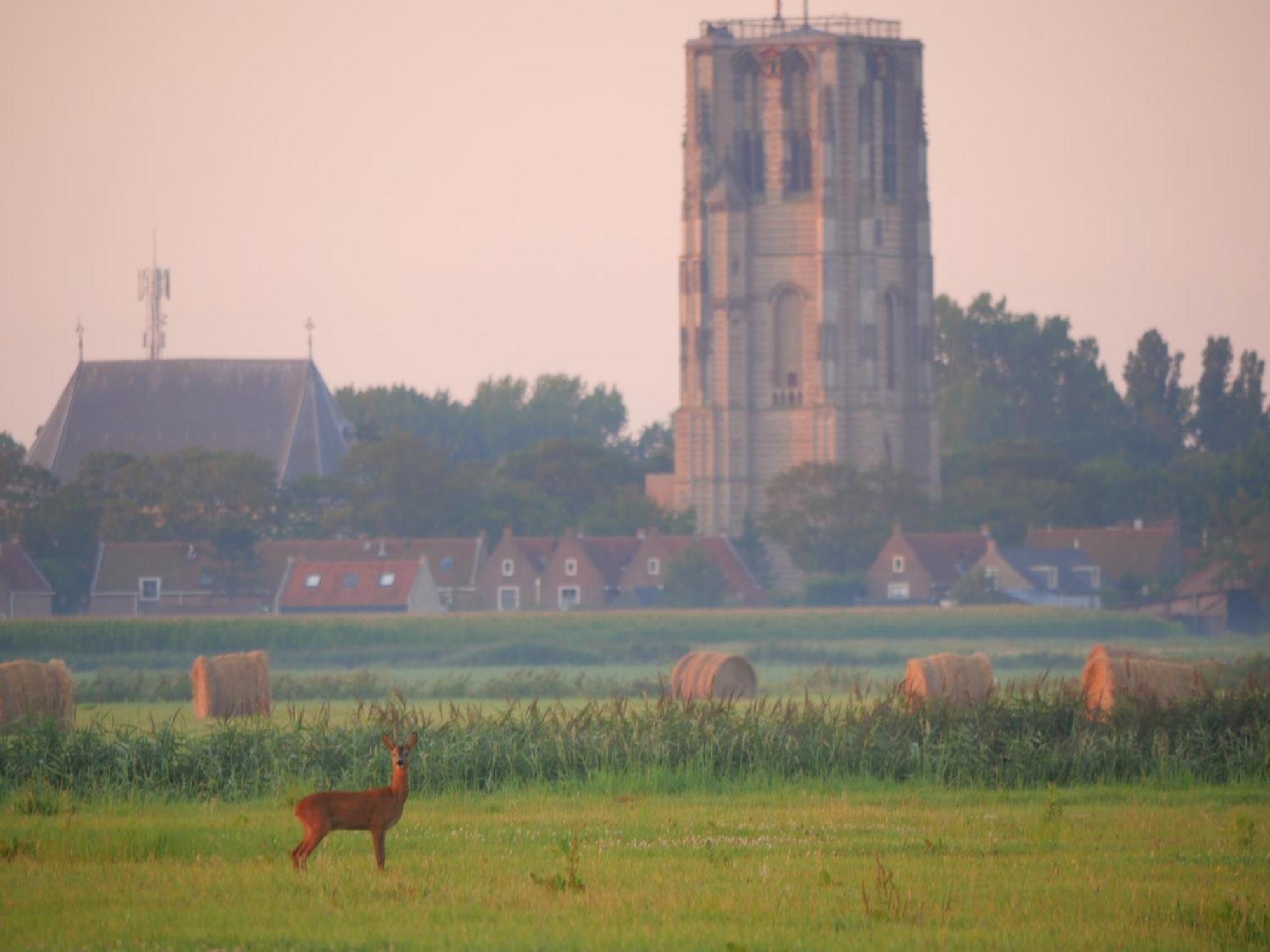 De Dierenweiden Goedereede Pokoj fotografie